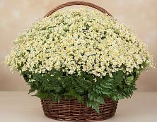 Цветочная композиция из Ромашки в корзине #REPLACE_PRED# Мирном Архангельской области